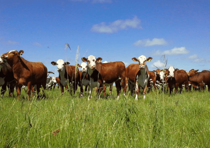 ganado bovino provincia de Corrientes
